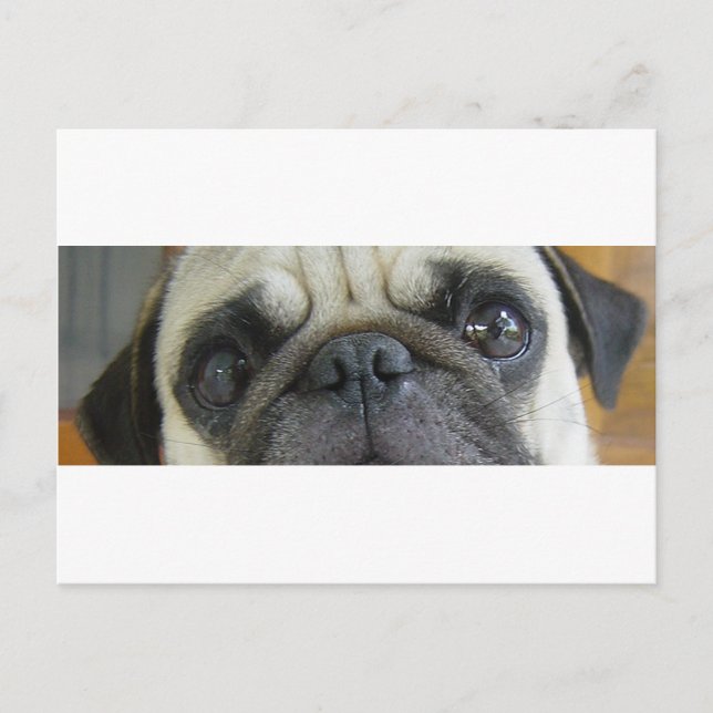 pug fawn eyes.png postcard (Front)