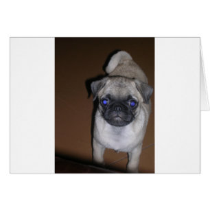 pug full 5.png