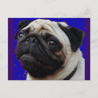 Pug---Gifts--Adorable Face Postcard