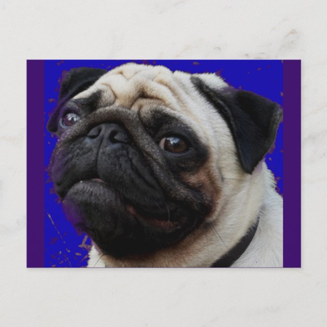 Pug---Gifts--Adorable Face Postcard (Front)