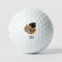 Pug