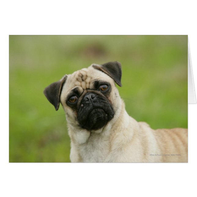 Pug Head Cocked Looking at Camera (Front Horizontal)