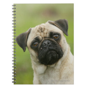 Pug Head Cocked Looking at Camera Spiral Notebook