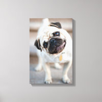 Pug Head Tilt