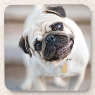 Pug Head Tilt Coaster