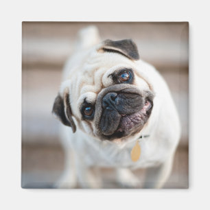 Pug Head Tilt Magnet