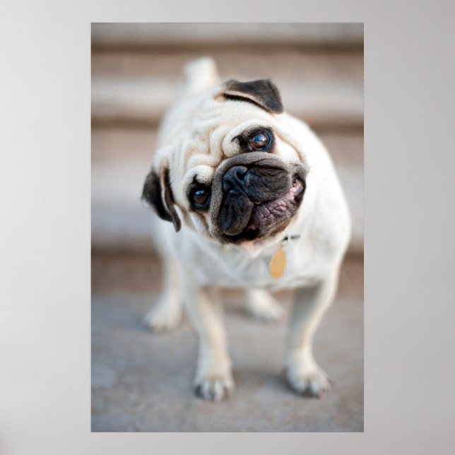 Pug Head Tilt Poster (Front)