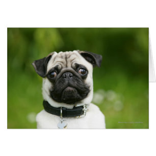 Pug headshot