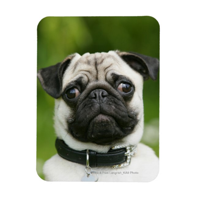 Pug headshot magnet (Vertical)