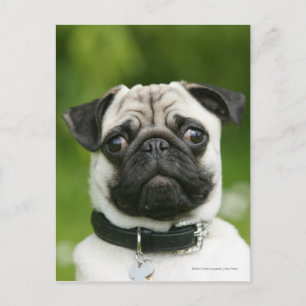 Pug headshot postcard