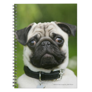 Pug headshot spiral notebook