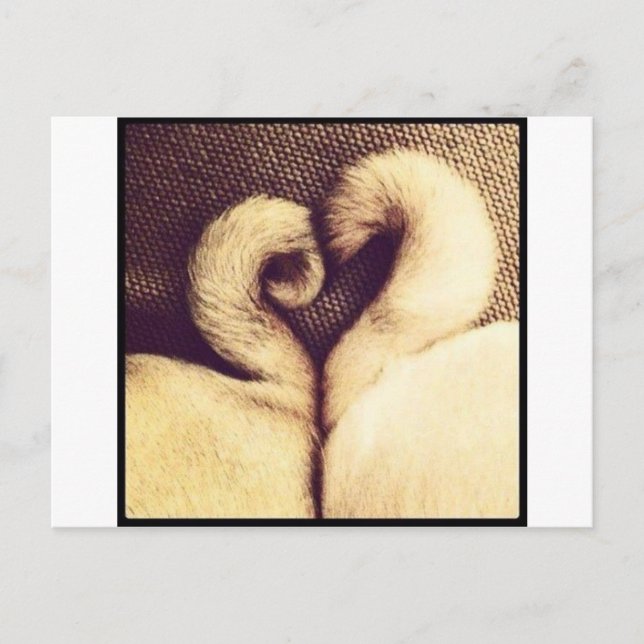 Pug Heart Tails Postcard (Front)