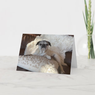 Pug Holiday Card Lily the Pug