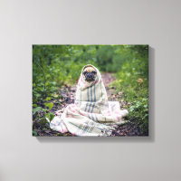 Pug in a Blanket