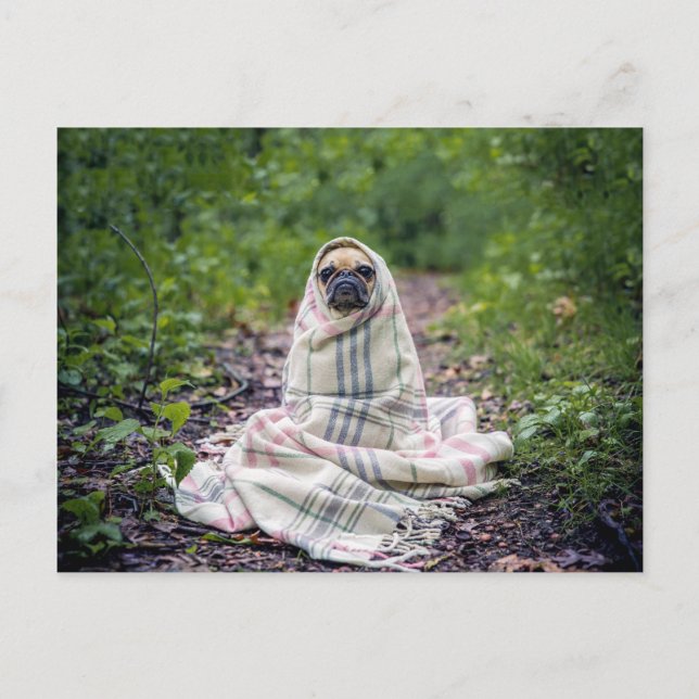 Pug in a Blanket Postcard (Front)