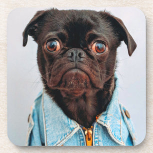 Pug in Denim Jackey Cute Adorable Dog Puppy Coaster