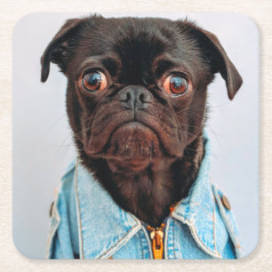 Pug in Denim Jackey Cute Adorable Dog Puppy Square Paper Coaster