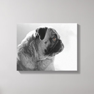 Pug in Profile Canvas Print