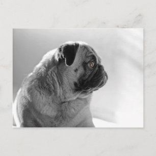 Pug in Profile Postcard
