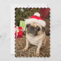 Pug in Santa Claus Hat sitting on carpet