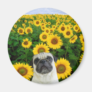 Pug in Sunflowers magnet