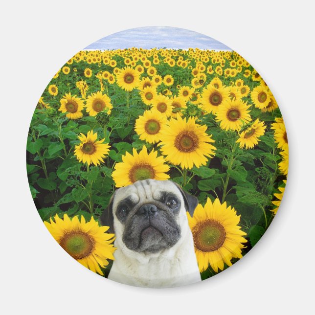 Pug in Sunflowers magnet (Front)
