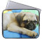 Pug laying on pillows