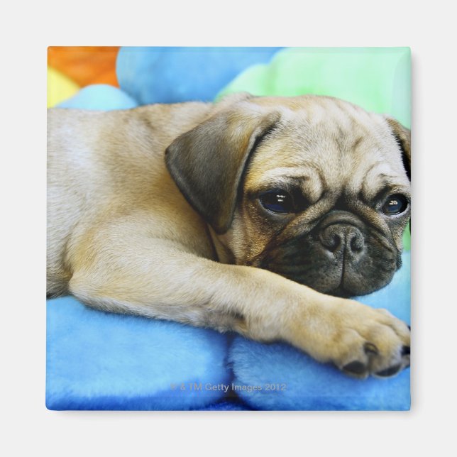 Pug laying on pillows magnet (Front)