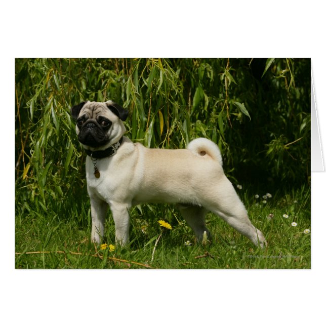 Pug Lookign at Camera (Front Horizontal)