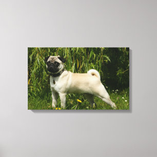 Pug Lookign at Camera Canvas Print