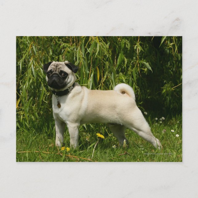 Pug Lookign at Camera Postcard (Front)