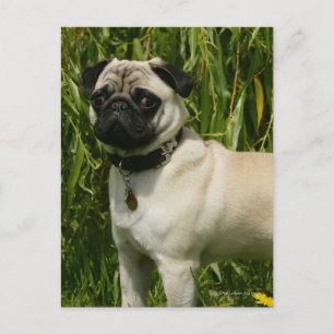 Pug Lookign at Camera Postcard
