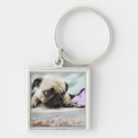 Pug looking innocent after chewing the toe off