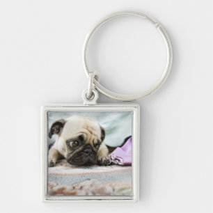Pug looking innocent after chewing the toe off key ring