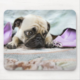 Pug looking innocent after chewing the toe off mouse pad