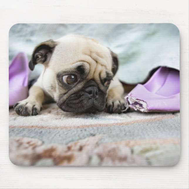 Pug looking innocent after chewing the toe off mouse pad (Front)