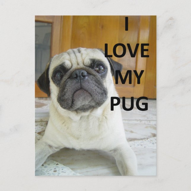 pug love w pic.png postcard (Front)
