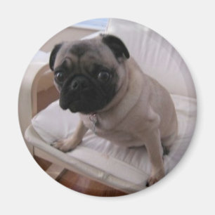 Pug Magnet Machi