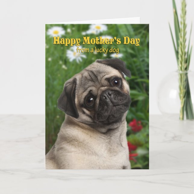 Pug Mother's Day Card (Front)