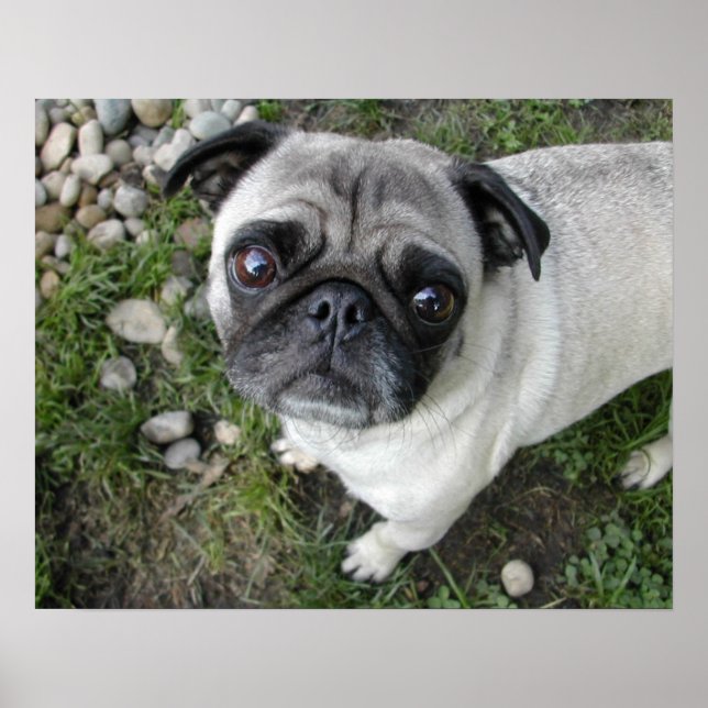 Pug n Pebbles Print (Front)