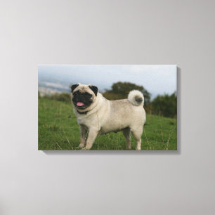 Pug Panting Canvas Print