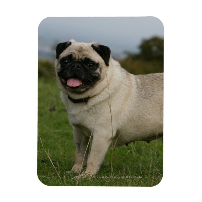 Pug Panting Magnet (Vertical)
