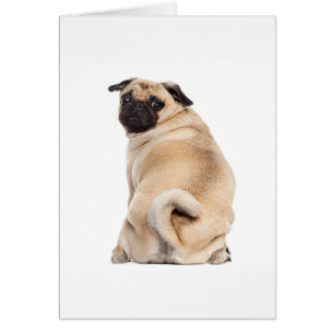 Pug peeking