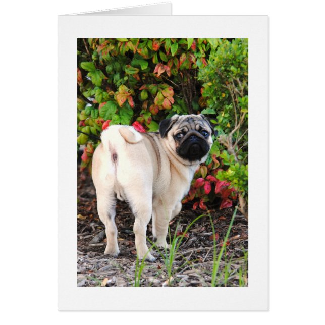 Pug Photo Card (Front)