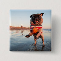 Pug Playing Ball on Beach