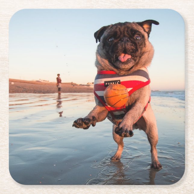 Pug Playing Ball on Beach Square Paper Coaster (Front)