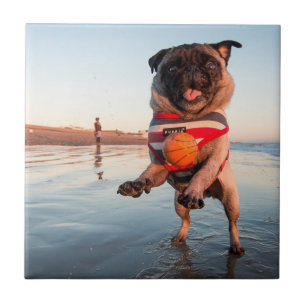 Pug Playing Ball on Beach Tile