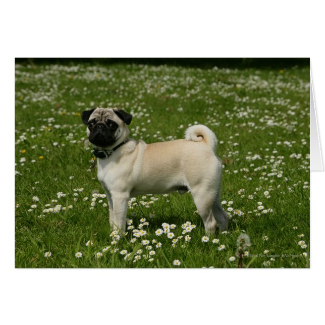 Pug Playing in Flowers (Front Horizontal)