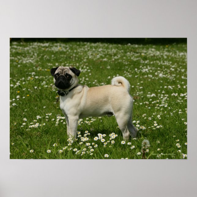 Pug Playing in Flowers Poster (Front)
