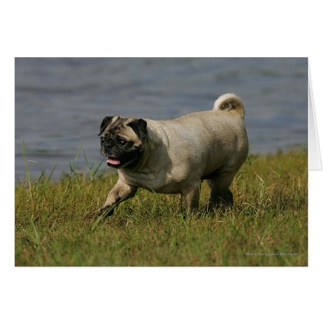 Pug Playing Near Water (Front Horizontal)